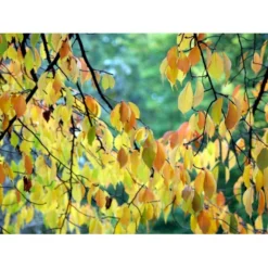 Tibetansk Og Kuglekirsebær Prunus Serrula Frt. 'Globosa' Opstammet,- Potte 15 Liter,- 200 Cm. Stamme -GrønGlæde Salgsbutik mi2026 prunus serrula fc5a 1