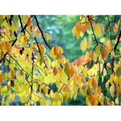 Tibetansk Kirsebær Prunus Serrula Med Klump,- 125-150 Cm. -GrønGlæde Salgsbutik mi2026 prunus serrula fc5a