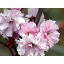 Japansk Kirsebær 'Kanzan' Prunus Serrulata 'Kanzan' Solitær Busk 150-200 Cm. - Med Klump -GrønGlæde Salgsbutik mi2032 prunus serrulata kanzan 46e0