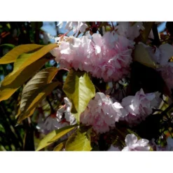 Japansk Kirsebær 'Kanzan' Prunus Serrulata 'Kanzan' Opstammet 220 Cm. Stammeomk. 8-10 Cm. 20 L. Potte -GrønGlæde Salgsbutik mi2032 prunus serrulata kanzan 8197 1