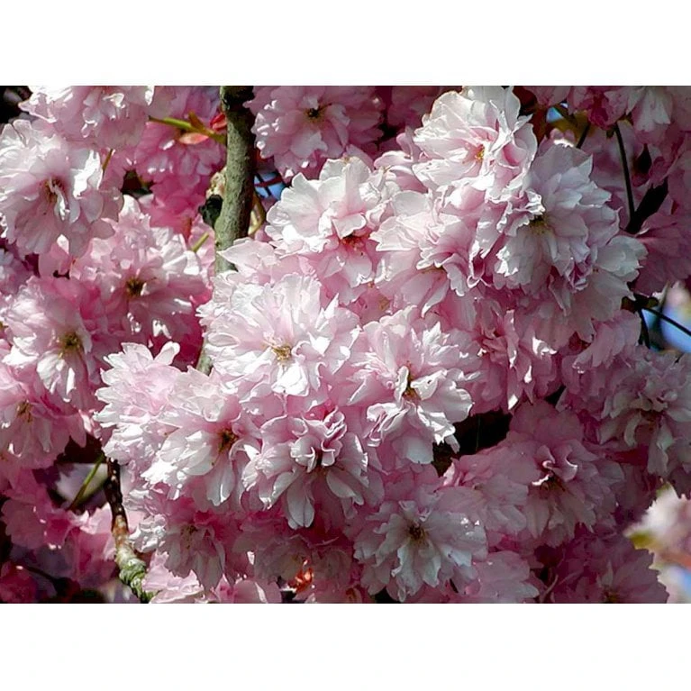 Forside 8 Forside -GrønGlæde Salgsbutik mi2032 prunus serrulata kanzan 83e1 1