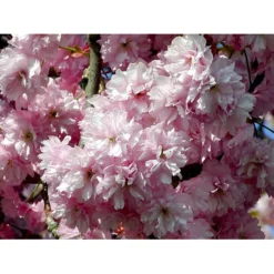 Japansk Kirsebær 'Kanzan' Prunus Serrulata 'Kanzan' Solitær Busk 150-200 Cm. - Med Klump