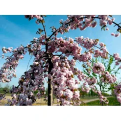 Hængende Japansk Kirsebær 'Kiku-Shidare-Sakura' Prunus Serrulata 'Kiku-shidare-sakura' Opstammet 150 Cm. Med Potte -GrønGlæde Salgsbutik mi2039 prunus serrulata kiku shidare 1b8f