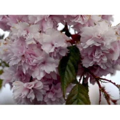 Hængende Japansk Kirsebær 'Kiku-Shidare-Sakura' Prunus Serrulata 'Kiku-shidare-sakura' Opstammet 150 Cm. Med Potte -GrønGlæde Salgsbutik mi2039 prunus serrulata kiku shidare 91dd