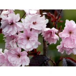 Rødbladet Japansk Kirsebær 'Royal Burgundy' Prunus Serrulata 'Royal Burgundy' Opstammet 120 Cm. Med Potte -GrønGlæde Salgsbutik mi2040 prunus serrulata royal burgundy 4fb0