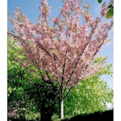 Japansk Kirsebær 'Kanzan' Prunus Serrulata 'Kanzan' Opstammet 220 Cm. Stammeomk. 8-10 Cm. 20 L. Potte -GrønGlæde Salgsbutik mi2041 prunus serrulata kanzan abc5 1