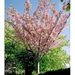 Japansk Kirsebær 'Kanzan' Prunus Serrulata 'Kanzan' Solitær Busk 150-200 Cm. - Med Klump -GrønGlæde Salgsbutik mi2041 prunus serrulata kanzan abc5