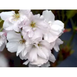 Japansk Søjlekirsebær Prunus Serrulata 'Amanogawa' Solitær Busk 150-200 Cm. - Med Klump -GrønGlæde Salgsbutik mi2042 prunus serrulata amanogawa 1038 1