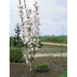 Japansk Søjlekirsebær Prunus Serulata 'Amanogawa' Potte 20 Liter,- 150-175 Cm. -GrønGlæde Salgsbutik mi2042 prunus serrulata amanogawa 9a05