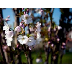 Japansk Søjlekirsebær Prunus Serulata 'Amanogawa' Potte 20 Liter,- 150-175 Cm. -GrønGlæde Salgsbutik mi2042 prunus serrulata amanogawa f06a