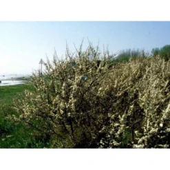 Slåen Prunus Spinosa Potte 7,5 Liter 125-150 Cm. -GrønGlæde Salgsbutik mi2043 prunus spinosa a59a