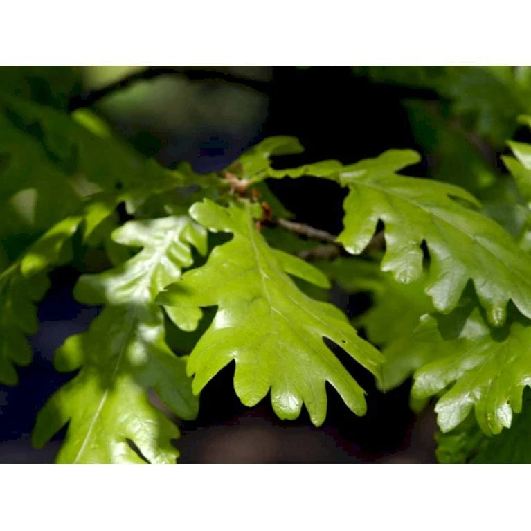 Ungarsk Eg Quercus Frainetto Heister 175-200 Cm. Med Potte 1 Ungarsk Eg Quercus Frainetto Heister 175-200 Cm. Med Potte