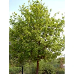Stilkeg Quercus Robur Alletræ, Stammeomkreds 30-35 Cm. Med Klump -GrønGlæde Salgsbutik mi2118 quercus robur 181b