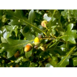 Stilkeg Quercus Robur Alletræ, Stammeomkreds 30-35 Cm. Med Klump -GrønGlæde Salgsbutik mi2118 quercus robur 5895