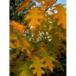 Stilkeg Quercus Robur Alletræ, Stammeomkreds 30-35 Cm. Med Klump -GrønGlæde Salgsbutik mi2118 quercus robur db96