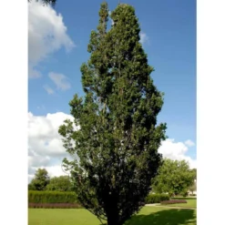 Pyramideeg Quercus Robur 'Fastigiata' Heister 175-200 Cm. Med Potte -GrønGlæde Salgsbutik mi2125 quercus robur fastigiata 8db9