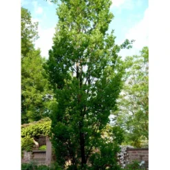 Pyramideeg Quercus Robur 'Fastigiata' Heister 175-200 Cm. Med Potte -GrønGlæde Salgsbutik mi2125 quercus robur fastigiata d2b0