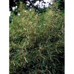 Fligbladet Tørstetræ Rhamnus Frangula 'Asplenifola' Opstammet 80 Cm. Med Potte -GrønGlæde Salgsbutik mi2137 rhamnus frangula aspleniifolia 61ff