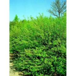 Fjeldribs 'Dima' Ribes Alpinum 'Dima' 3,5 Liter Potte -GrønGlæde Salgsbutik mi2146 ribes alpinum dima 570e 1