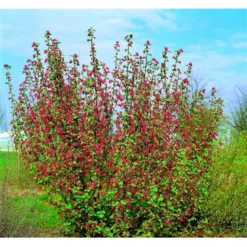 Blodribs 'Koja' Ribes Sanguineum 'Koja' 5 Liter Potte 5 Blodribs 'Koja' Ribes Sanguineum 'Koja' 5 Liter Potte -GrønGlæde Salgsbutik mi2149 ribes sanguineum koja dc84