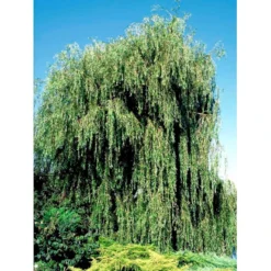Guldhængepil Salix Alba 'Tristis' Heister 175-200 Cm. Med Potte 5 Guldhængepil Salix Alba 'Tristis' Heister 175-200 Cm. Med Potte -GrønGlæde Salgsbutik mi2270 salix alba sepulcralis chrysocoma 64f1