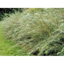 Rosmarinpil Salix Repens 'Rosmarinifolia' Potte 7,5 Liter 80-100 Cm. -GrønGlæde Salgsbutik mi2292 salix rosmarinifolia 12d3