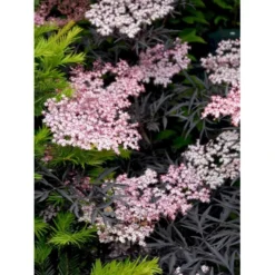 Hyld 'Black Lace' Sambucus Nigra 'Black Lace' 5 Liter Potte -GrønGlæde Salgsbutik mi2319 sambucus nigra black lace bb1d