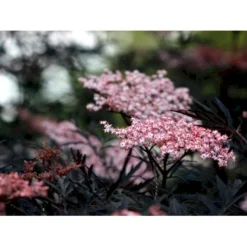 Hyld 'Black Lace' Sambucus Nigra 'Black Lace' 5 Liter Potte -GrønGlæde Salgsbutik mi2319 sambucus nigra black lace ff7e