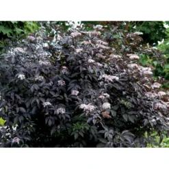 Hyld 'Black Beauty' (R) Sambucus Nigra 'Black Beauty' (r) 3,5 Liter Potte -GrønGlæde Salgsbutik mi2321 sambucus nigra black beauty 575f