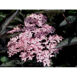 Hyld 'Black Beauty' (R) Sambucus Nigra 'Black Beauty' (r) 3,5 Liter Potte -GrønGlæde Salgsbutik mi2321 sambucus nigra black beauty 8f4f