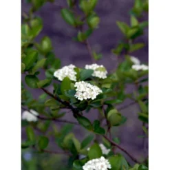 Blommebladet Surbær 'Viking' Aronia Prunifolia 'Viking' Potte 12 Liter,- 60-80 Cm. -GrønGlæde Salgsbutik mi237 aronia melanocarpa viking 515c