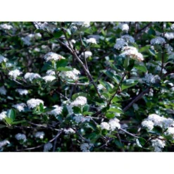 Blommebladet Surbær 'Viking' Aronia Prunifolia 'Viking' Potte 12 Liter,- 60-80 Cm. -GrønGlæde Salgsbutik mi237 aronia melanocarpa viking abc1
