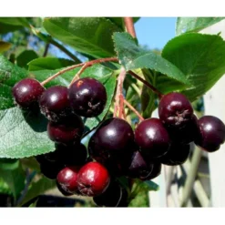 Storfrugtet Surbær 'Aron' Aronia Melanocarpa 'Aron' 5 Liter Potte -GrønGlæde Salgsbutik mi238 aronia melanocarpa aron 44f2