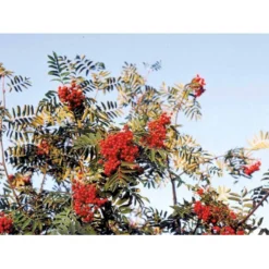 Almindelig Røn Sorbus Aucuparia Potte 7,5 Liter 175-200 Cm. -GrønGlæde Salgsbutik mi2416 sorbus aucuparia cb04