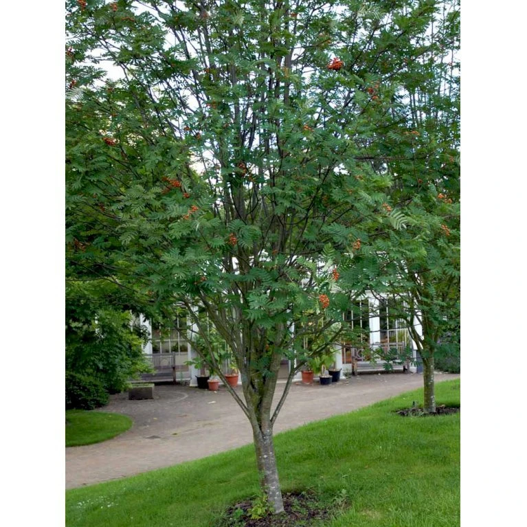 Røn 'Sheerwater Seedling' Sorbus Aucuparia 'Sheerwater Seedling' Potte 10 Liter 200-250 Cm. 1 Røn 'Sheerwater Seedling' Sorbus Aucuparia 'Sheerwater Seedling' Potte 10 Liter 200-250 Cm.