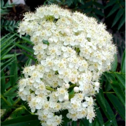 Koreansk Røn 'Dodong' Sorbus Hybrid 'Dodong' Potte 10 Liter 200-250 Cm. -GrønGlæde Salgsbutik mi2424 sorbus dodong e1cd