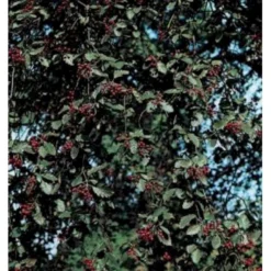 Seljerøn 'Brouwers' Sorbus Intermedia 'Brouwers' Flerstammet,- 150-175 Cm. Med Trådklump -GrønGlæde Salgsbutik mi2426 sorbus intermedia brouwers b129