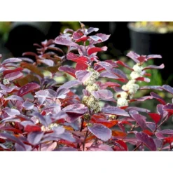Birkebladet Spiræa 'Thor' Spiraea Betulifolia 'Thor' Potte 2,0 Liter,- 25-30 Cm. -GrønGlæde Salgsbutik mi2436 spiraea betulifolia tor a2b9