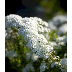 Snedrivebusk 'Grefsheim' Spiraea X Cinerea 'Grefsheim' Potte 2,0 Liter,- 40-60 Cm. -GrønGlæde Salgsbutik mi2439 spiraea cinerea grefsheim 2d7f