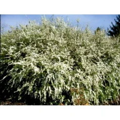 Snedrivebusk 'Grefsheim' Spiraea X Cinerea 'Grefsheim' Potte 2,0 Liter,- 40-60 Cm. -GrønGlæde Salgsbutik mi2439 spiraea cinerea grefsheim 46b7