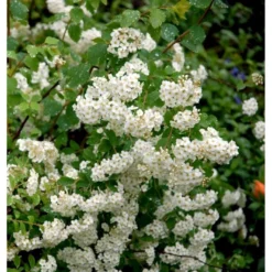Snedrivebusk 'Grefsheim' Spiraea X Cinerea 'Grefsheim' Potte 2,0 Liter,- 40-60 Cm. -GrønGlæde Salgsbutik mi2439 spiraea cinerea grefsheim f80a