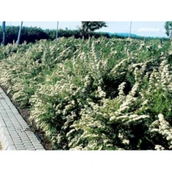 Spiræa 'Snowmound' Spiraea Nipponica 'Snowmound' 5 Liter Potte -GrønGlæde Salgsbutik mi2442 spiraea nipponica snowmound 4fe8