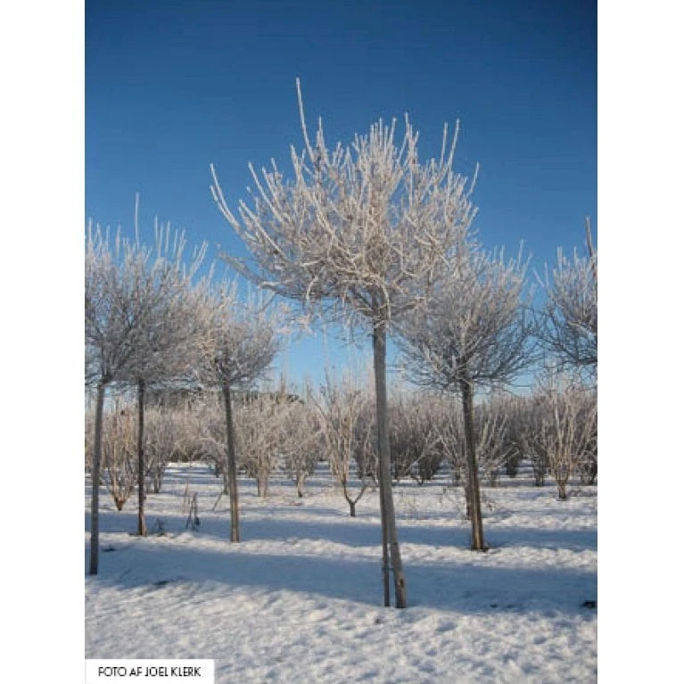 Dværg Syren 'Palibin' Syringa Meyeri 'Palibin' Opstammet 100 Cm. 10 Liter Potte,- 2 års Krone 5 Dværg Syren 'Palibin' Syringa Meyeri 'Palibin' Opstammet 100 Cm. 10 Liter Potte,- 2 års Krone - Billede 5