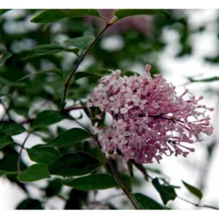 Dværg Syren 'Superba' Syringa Microphylla 'Superba' Med Klump,- 100-120 Cm.