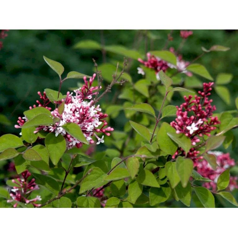 Dværg Syren 'Superba' Syringa Microphylla 'Superba' Med Klump,- 100-120 Cm. 3 Dværg Syren 'Superba' Syringa Microphylla 'Superba' Med Klump,- 100-120 Cm. - Billede 3