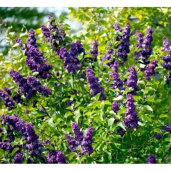 'Andenken An Ludwig Späth' Syringa Vulg. 'Andenken An Ludwig Späth' (storblomstrende) Med Klump,- 150-175 Cm. -GrønGlæde Salgsbutik mi2499 syringa vulg andenken an ludwig spaeth a75d