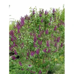 'Andenken An Ludwig Späth' Syringa Vulg. 'Andenken An Ludwig Späth' (storblomstrende) Med Klump,- 150-175 Cm. -GrønGlæde Salgsbutik mi2499 syringa vulg andenken an ludwig spaeth e26f