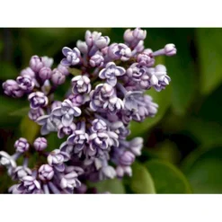 'Katherine Havemeyer' Syringa Vul. 'Katherine Havemeyer' (Storblomstrende) Med Klump,- 150-175 Cm. -GrønGlæde Salgsbutik mi2501 syringa vulgaris katherine havemeyer 010c