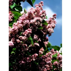 'Katherine Havemeyer' Syringa Vul. 'Katherine Havemeyer' (Storblomstrende) Med Klump,- 150-175 Cm. -GrønGlæde Salgsbutik mi2501 syringa vulgaris katherine havemeyer 2b42