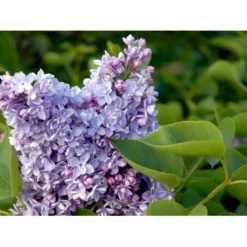 'Katherine Havemeyer' Syringa Vul. 'Katherine Havemeyer' (Storblomstrende) Med Klump,- 150-175 Cm. -GrønGlæde Salgsbutik mi2501 syringa vulgaris katherine havemeyer 33d7